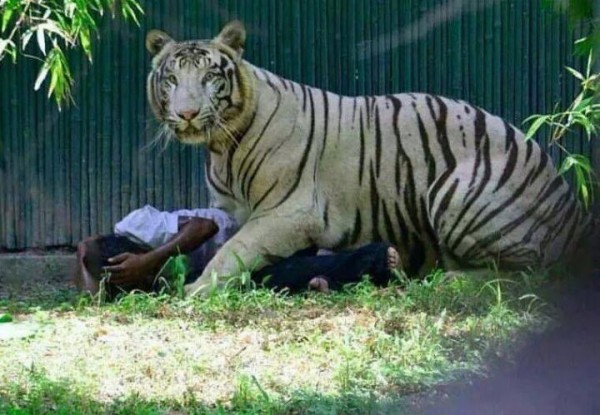 動物園發表關於老虎咬死人的報告，令大家都沉默了！