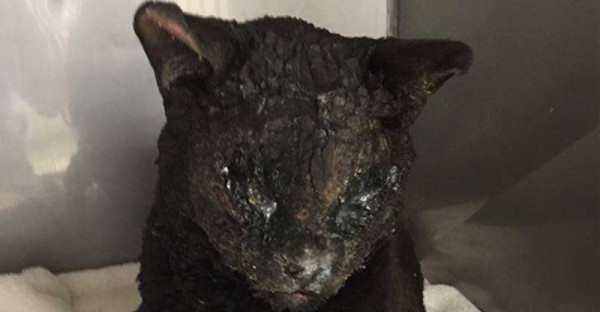 這隻黑貓在加州的森林大火中燒傷了臉部，被送去獸醫院後竟然發生了奇蹟！黑貓竟然變成...