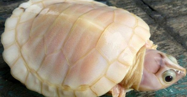 撿了一隻烏龜養了數年後竟然變成白龜，當有人出高價買他時竟然一夜之間變黑！原來烏龜是...