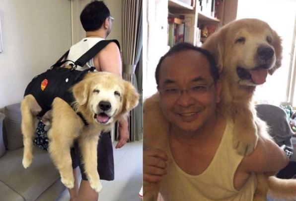 主人發現11歲的黃金愛犬漸漸老去後，決定每一天都要讓毛小孩笑到見牙不見眼…