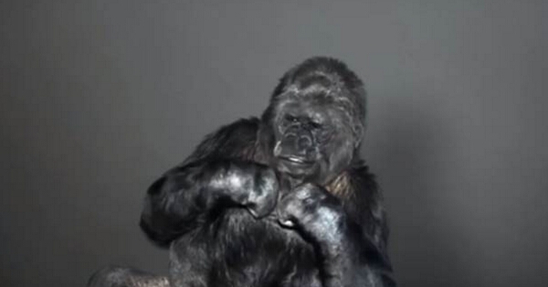 這隻44歲的大猩猩學會手語後，第一件想說的事情就震撼所有人類...在場的人都羞愧的無法說話！