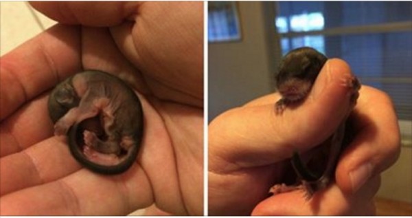 他在路邊撿到這個只有3公分的「皺皺巴巴神秘小生物」，帶回家悉心照顧一段時間後發現牠竟然是...這太神奇了吧！