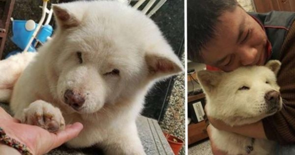 14年份的盼望！16歲的老狗悶悶不樂，主人竟幫她找到了前主人，重逢的影片讓我哭了...