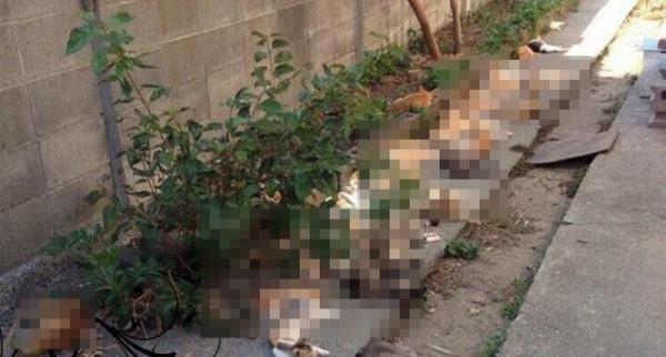 原本種植貓薄荷只是想驅蟲，隔天一早發現喵星人已經「集體開起嗑藥趴」全部變成這樣…