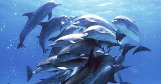 遊客被海豚包圍時以為是惡作劇，結果發現沒有海豚他們早就沒命了