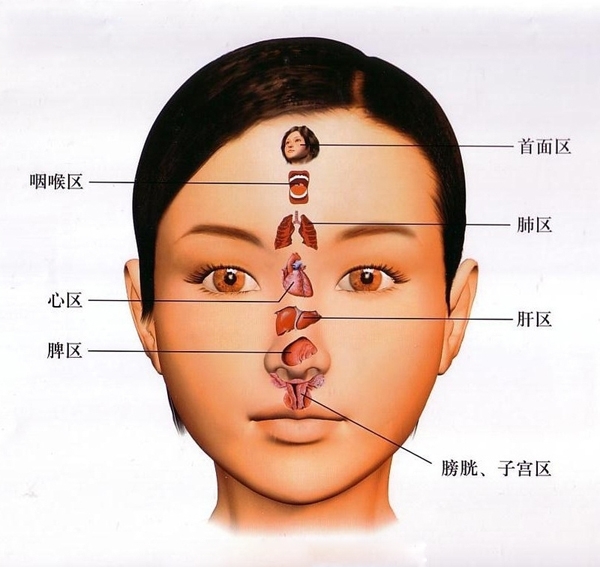 面部位置对应器官图片